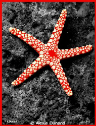 BEAUTIFUL RED - Pearl StarFish (Fromia Monilis) by Alexia Dunand 